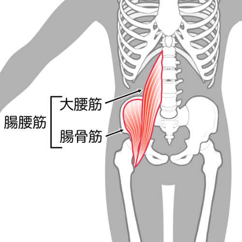 腸腰筋の画像