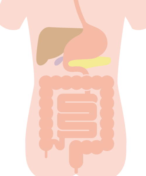 消化器図